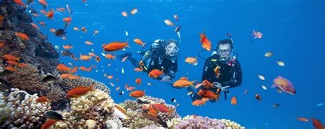 THE 5 BEST Cebu City Scuba Diving & Snorkeling .